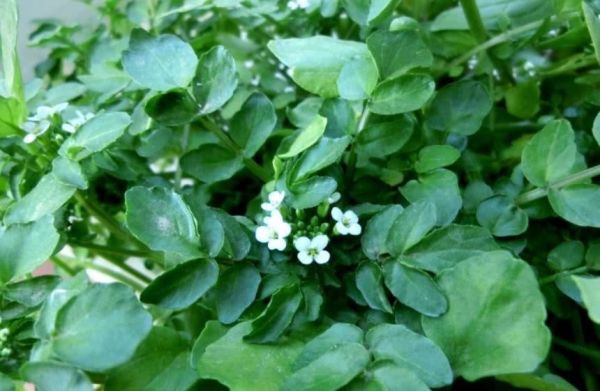 豆瓣菜經常食用它的好處？