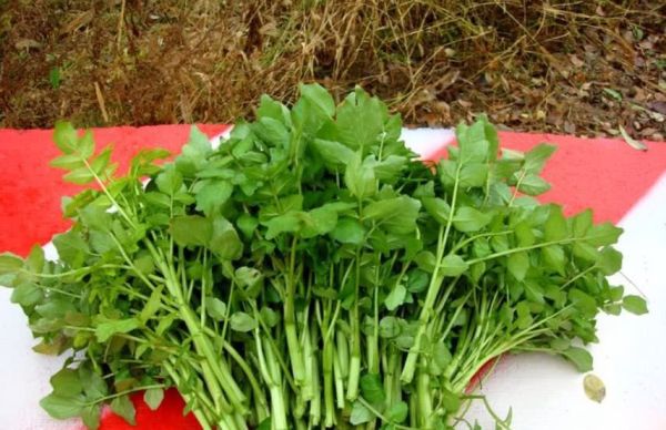 豆瓣菜經常食用它的好處？
