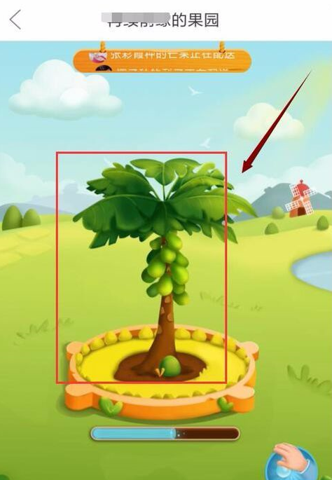拼多多果樹有幾個(gè)階段？成長階段詳解