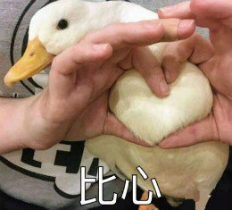 【抖音網(wǎng)紅比心鴨子表情包】比心鴨子高清無(wú)水印圖片分享