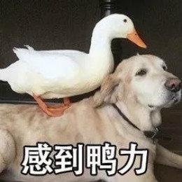 【抖音網(wǎng)紅比心鴨子表情包】比心鴨子高清無(wú)水印圖片分享