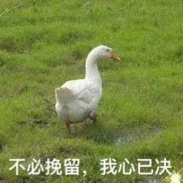 【抖音網(wǎng)紅比心鴨子表情包】比心鴨子高清無(wú)水印圖片分享