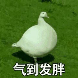 【抖音網(wǎng)紅比心鴨子表情包】比心鴨子高清無(wú)水印圖片分享