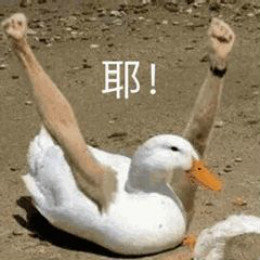 【抖音網(wǎng)紅比心鴨子表情包】比心鴨子高清無(wú)水印圖片分享