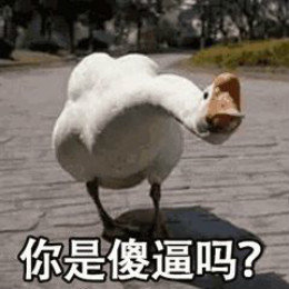 【抖音網(wǎng)紅比心鴨子表情包】比心鴨子高清無(wú)水印圖片分享