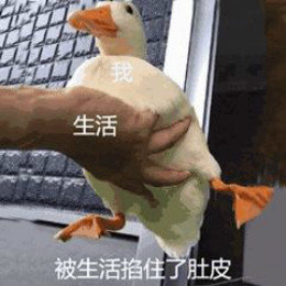 【抖音網(wǎng)紅比心鴨子表情包】比心鴨子高清無(wú)水印圖片分享