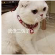 抖音會說話的劉二豆 最火貓咪高清無水印表情包分享!