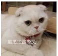 抖音會說話的劉二豆 最火貓咪高清無水印表情包分享!