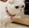 抖音會說話的劉二豆 最火貓咪高清無水印表情包分享!