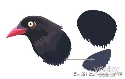IllustratorCS6用色階畫法精細設計鳥類插畫